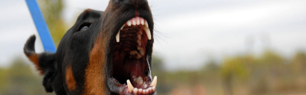 Dog attacks can happen suddenly and often leave victims with painful physical injuries and lasting emotional trauma. In Washington, DC, dog bites are taken seriously under the law, and pet owners may be held legally responsible when their animals cause harm. Understanding how liability works can help injury victims protect their rights and pursue compensation for their losses.